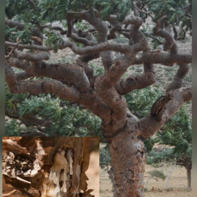 Смола ладана