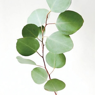 Essentinal oil eucalyptus