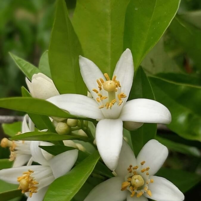 Body lotion with Neroli