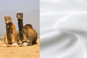 Kamieļu piena losjons sejai un ķermenim "Camel Milk lotion"