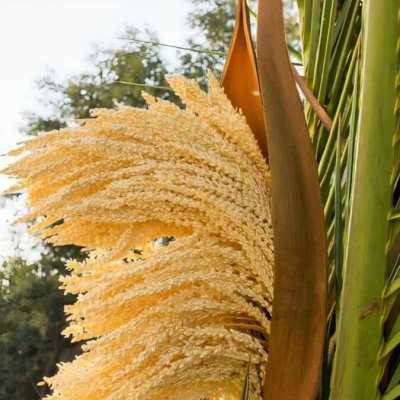 Palmu ziedputekšņi