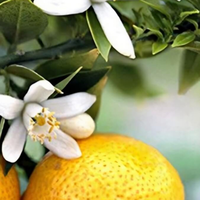 Šampūns ar dabīgajām eļļām un neroli ēterisko eļļu visu matu tipu kopšanai un atjaunošanai "Shampoo with Natural Oils & Neroli Essential Oil"