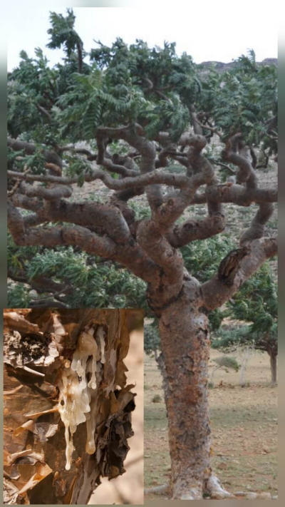 Смола ладана