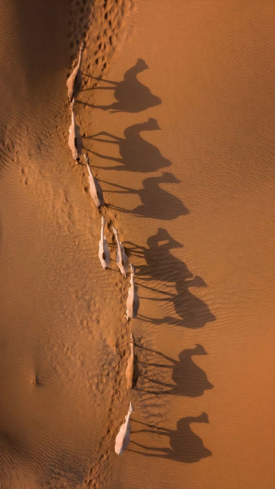 Krēms ar kamieļu pienu un šī sviestu "Camel Milk cream with Shea butter"