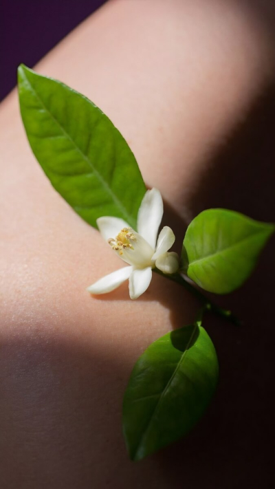 Krēms ar šī sviestu un neroli ēterisko eļļu "Shea butter cream with Neroli"