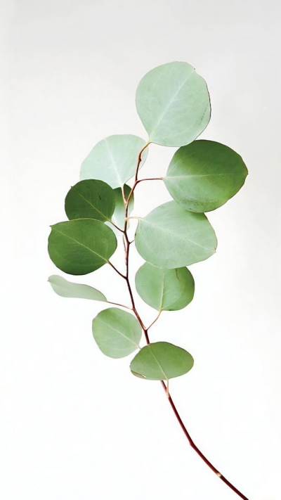 Essentinal oil eucalyptus