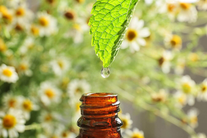 Эфирное масло голубой ромашки