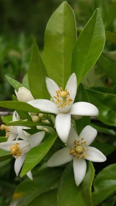 Body lotion with Neroli