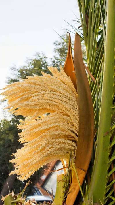 Palmu ziedputekšņi