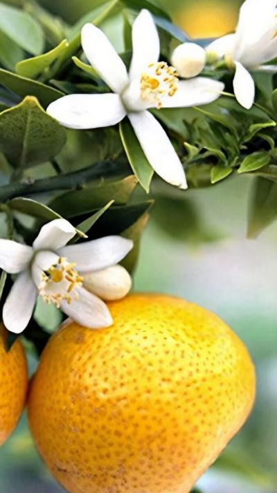 Šampūns ar dabīgajām eļļām un neroli ēterisko eļļu visu matu tipu kopšanai un atjaunošanai "Shampoo with Natural Oils & Neroli Essential Oil"