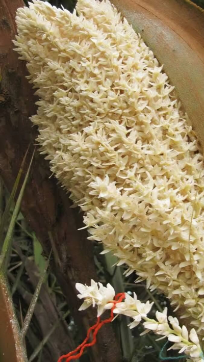 Nr. 9 Vīriešu veselībai