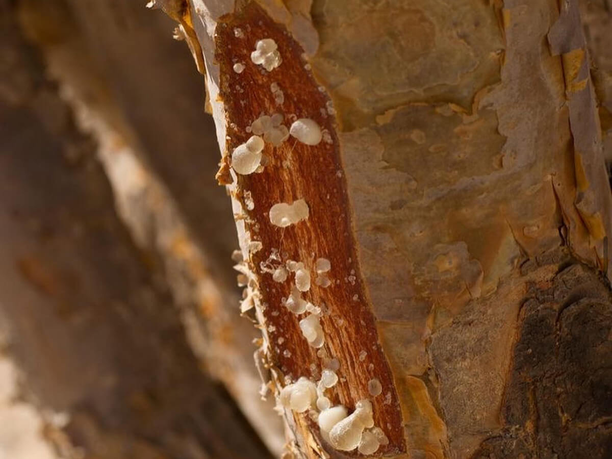 The cradle of medicine is the Ancient East. Zaptieka natural cosmetics online store.