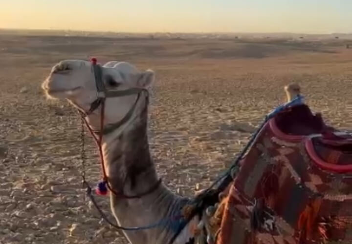 Крем с верблюжьим молоком - новое белое золото